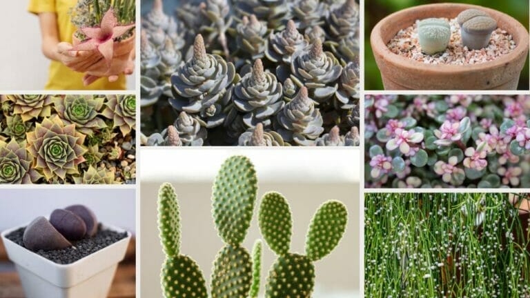 Different Types of Succulents You Won't Believe Exist (With Pictures) 2 different types of succulents