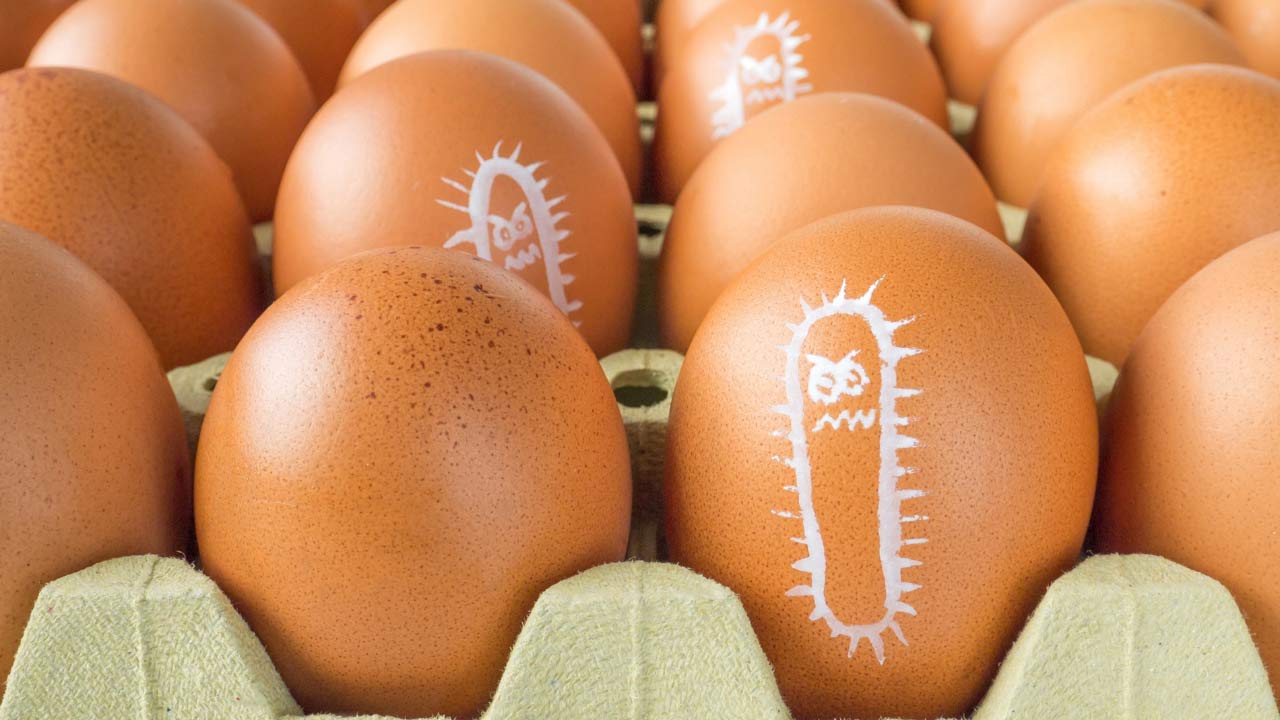 egg-bacteria-ss654685762 egg bacteria