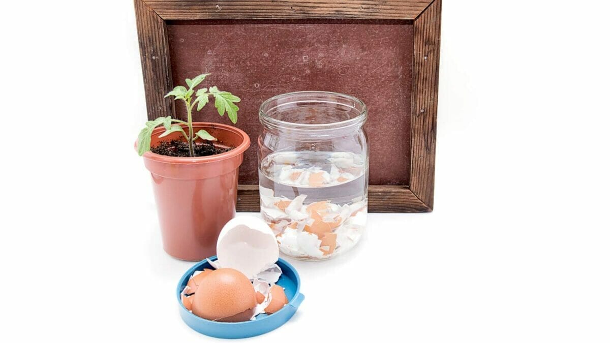 Homemade Fertilizer for Pothos: DIY Options for Thriving Plants 3 eggshells used for a homemade pothos fertilizer