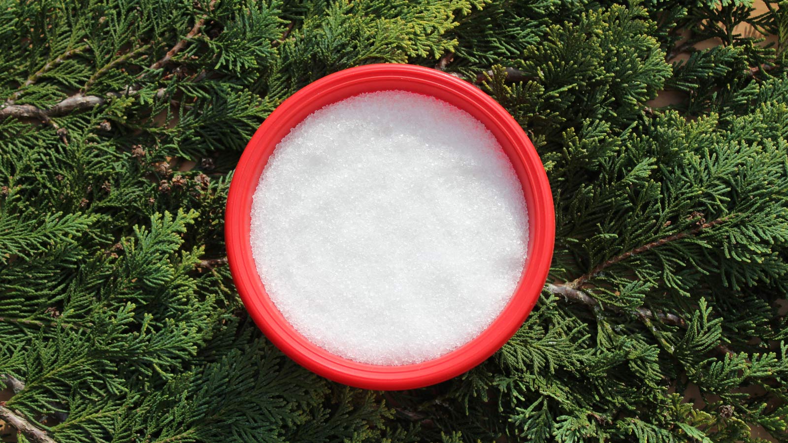 epsom-salt-pothos-fertilizer-dp421692044 epsom salt used and an organic fertilizer for pothos plants