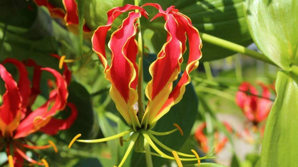 World’s Most Unique Flowers: So Rare, You Won’t Believe They Exist 11 fire of flame lily unique flower