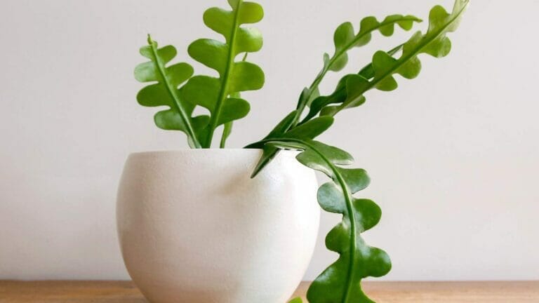 Fishbone Cactus Propagation: How to Propagate Ric Rac Plants 3 fishbone cactus plant