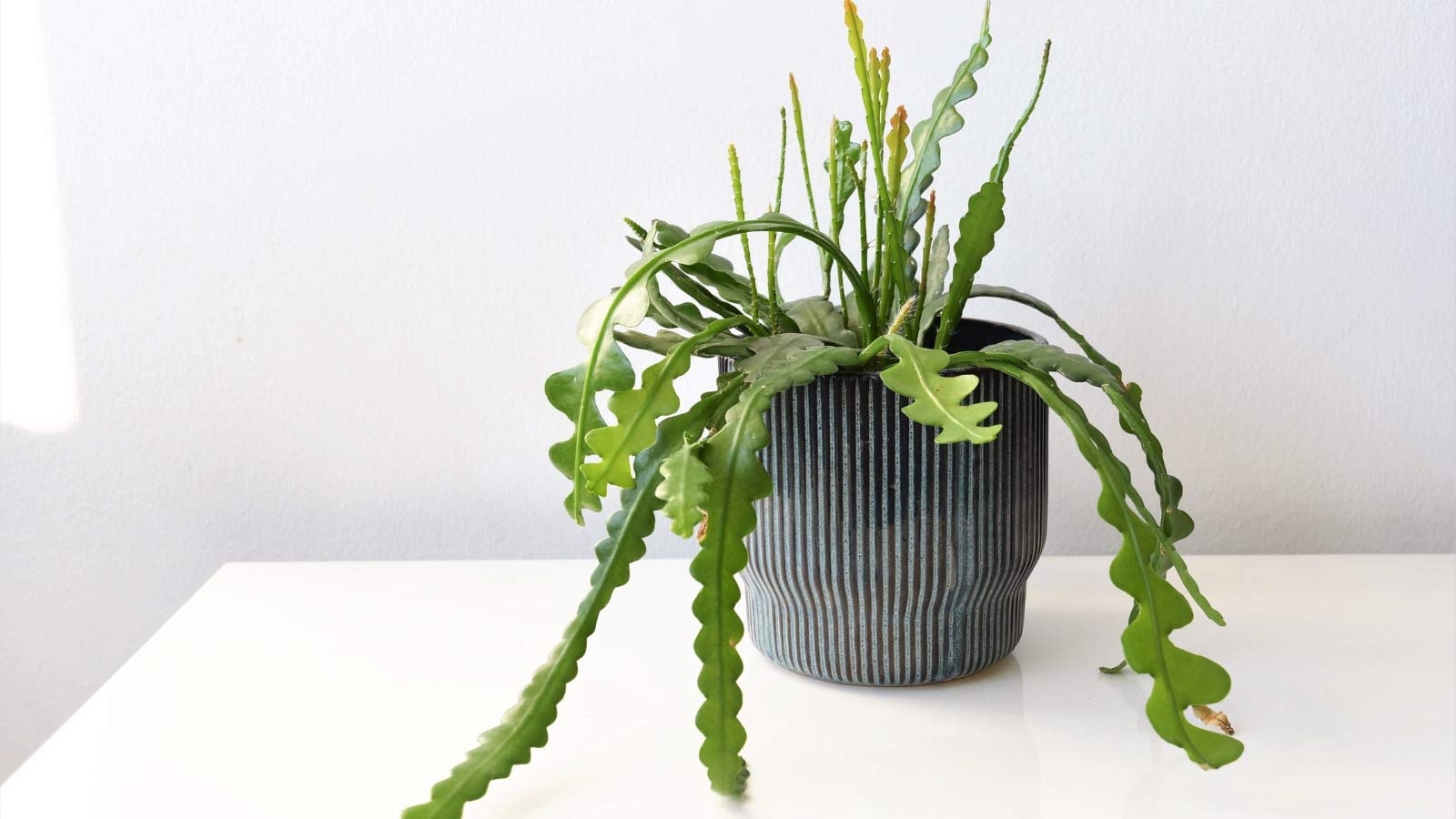 fishbone-cactus-plant-ss2272483145 ric rac cactus plant