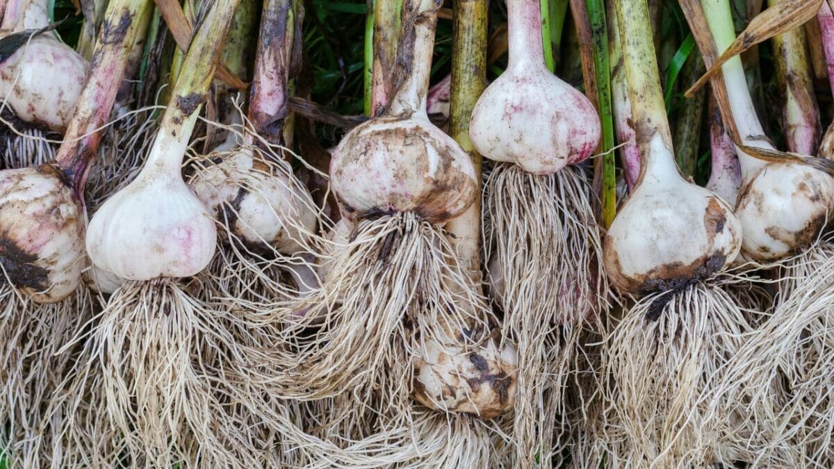 17 Vegetables That Do Not Like Peat Moss: Revealed 10 garlic