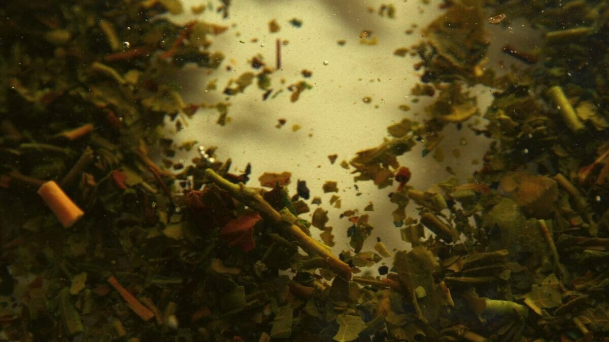 Homemade Fertilizer for Pothos: DIY Options for Thriving Plants 7 green tea pothos fertilizer recipe