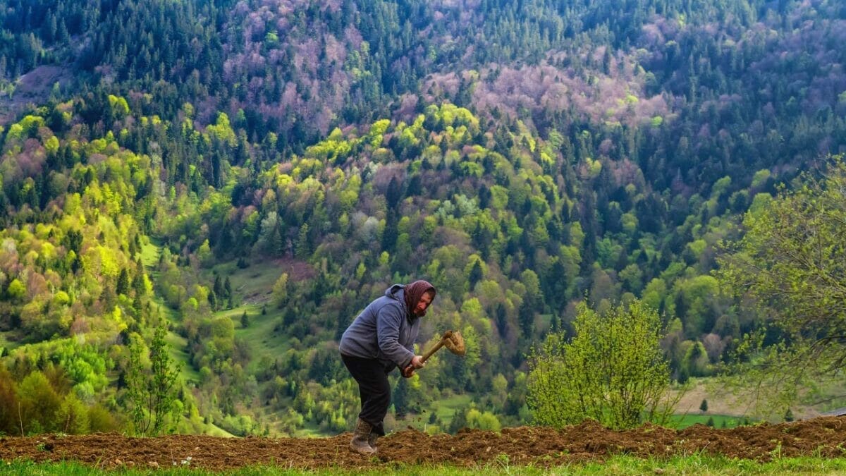 Are Potatoes Man Made: Untold History of This Humble Spud 2 growing potatoes in mountains