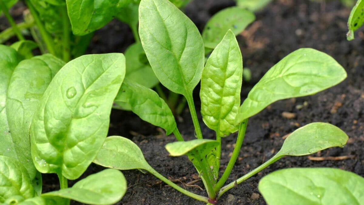 17 Vegetables That Do Not Like Peat Moss: Revealed 17 spinach