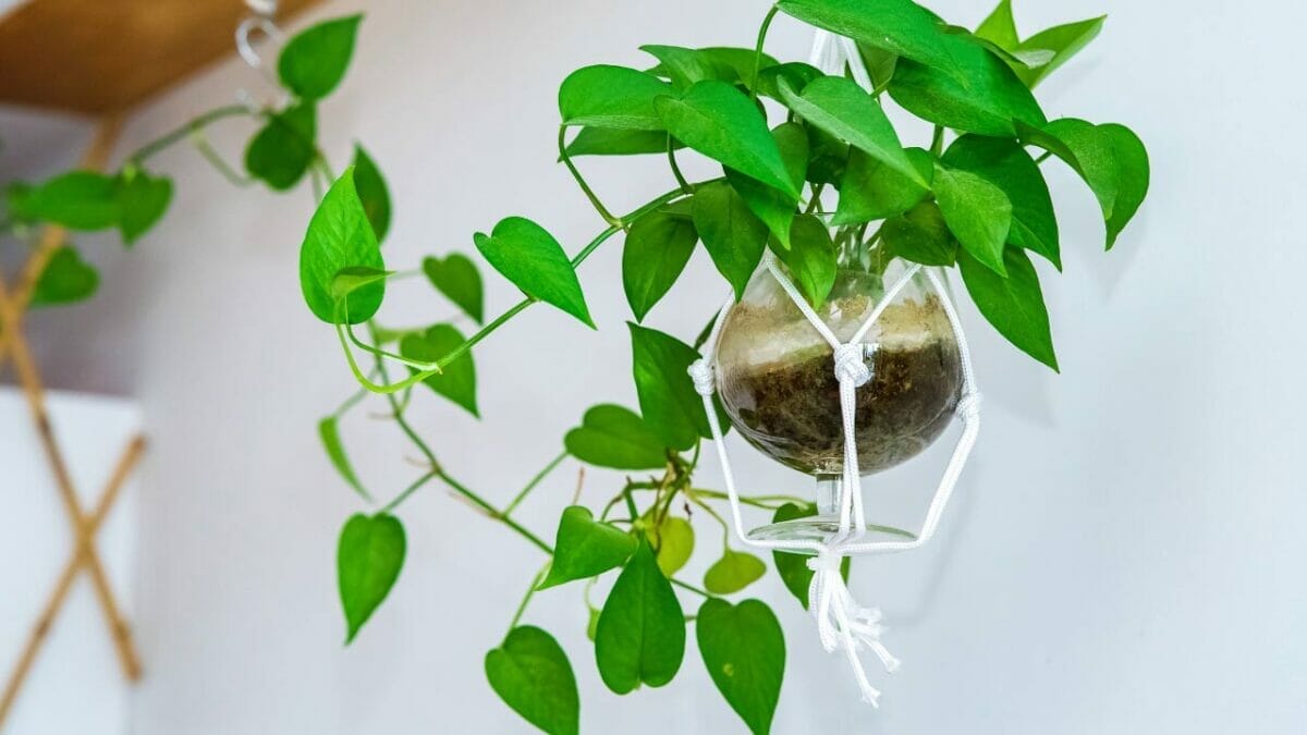 Hanging Pothos Plants 101: Effortless Interior Jungle Vibes 2 small pothos hanging plant