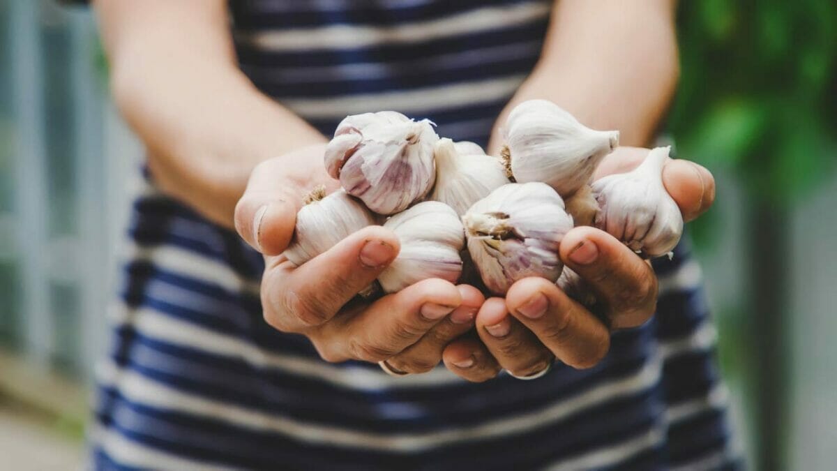 Vanilla is the New Secret Weapon Against Mosquitoes & 4 Backups - holding garlic dp405581962