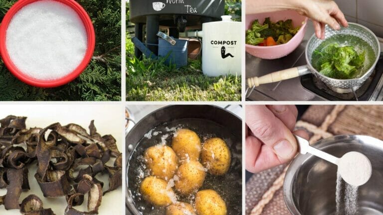 Homemade Fertilizer for Pothos: DIY Options for Thriving Plants 2 natural homemade fertilizer for pothos plants in group