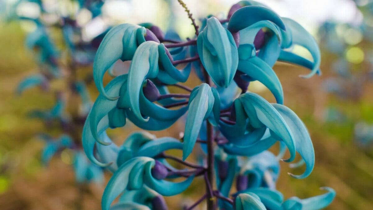 World’s Most Unique Flowers: So Rare, You Won’t Believe They Exist 9 jade vine uncommon flower