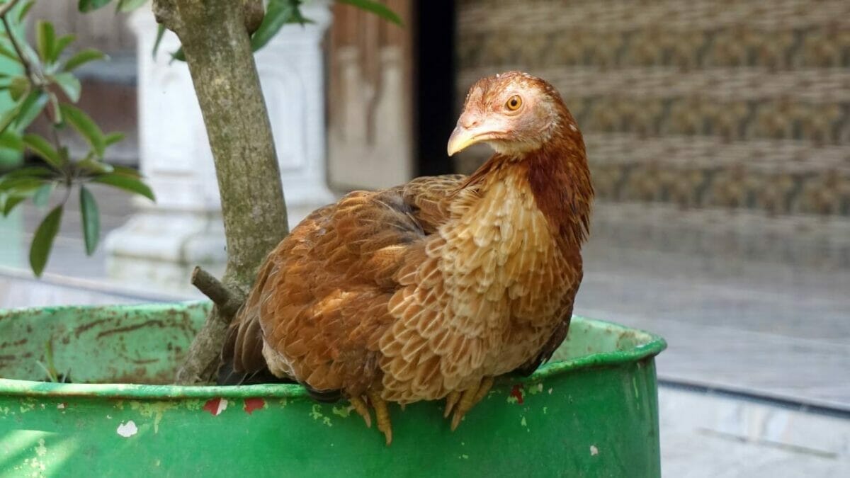Rare Chicken Breeds: The World's Most Fascinating & Unusual Poultry 23 java chicken breed