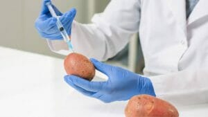 Are Potatoes Man Made: Untold History of This Humble Spud 1 lab with a man made potato