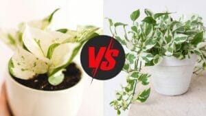 Manjula Pothos vs N'Joy – Which One Will Win Your Heart? 1 manjula pothos vs n'joy plants