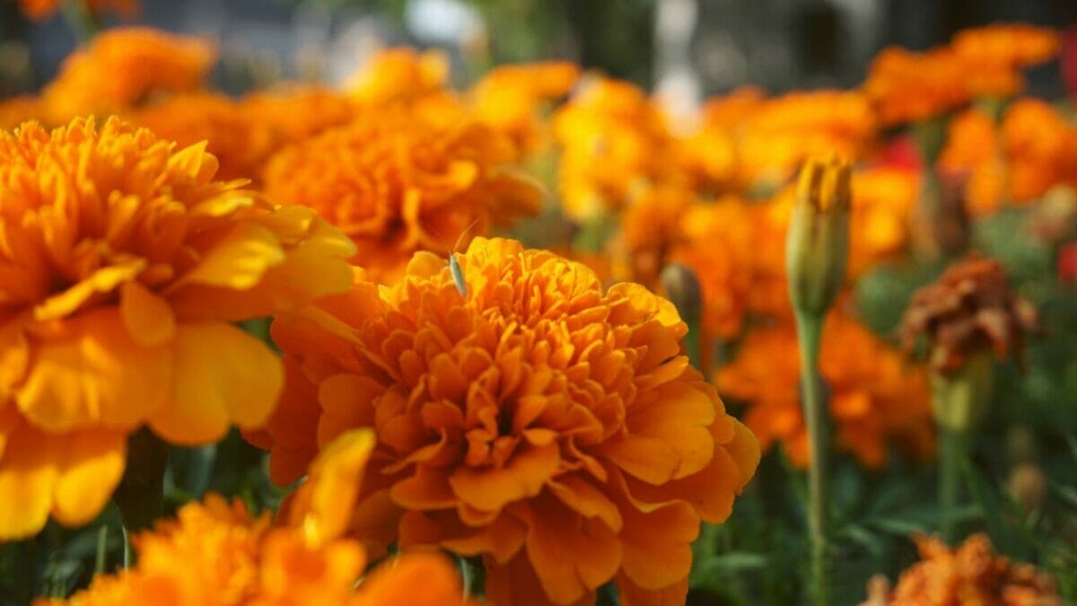 The Herbs I Stopped Using After My Chickens Got Sick 9 The Herbs I Stopped Using After My Chickens Got Sick - marigold flower dp239667188