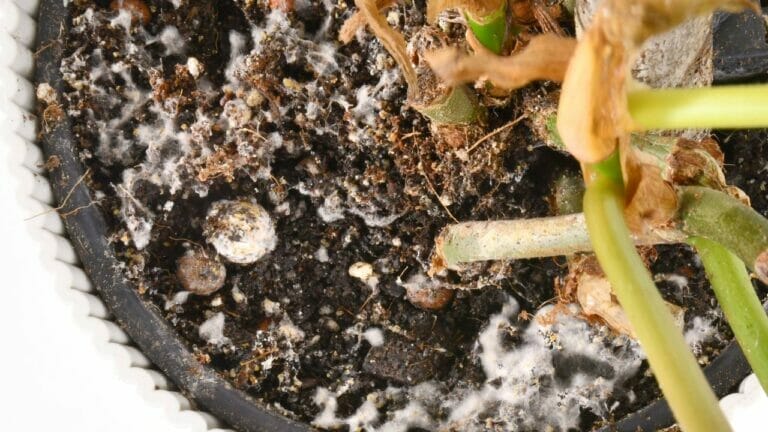 Mold in Pothos Soil: 4 Types & How to Control Them 10 mold in houseplant soil