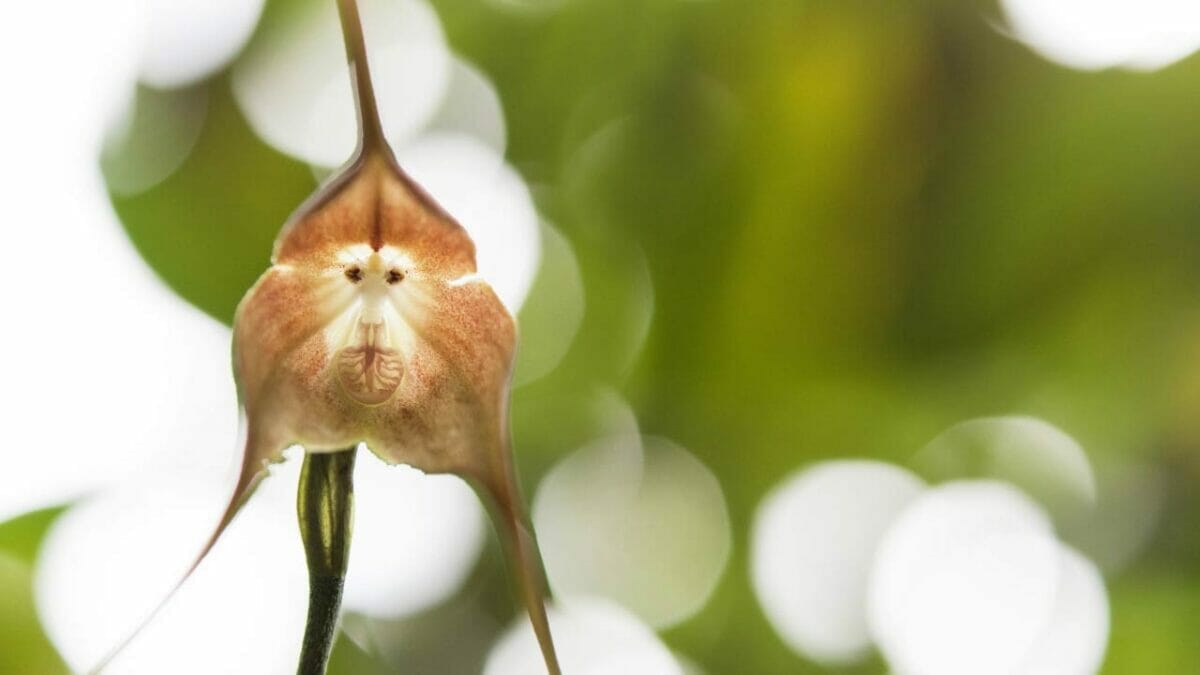 World’s Most Unique Flowers: So Rare, You Won’t Believe They Exist 16 monkey orchid flower