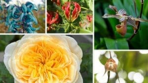 World’s Most Unique Flowers: So Rare, You Won’t Believe They Exist 1 the most rare and unique flowers in the world