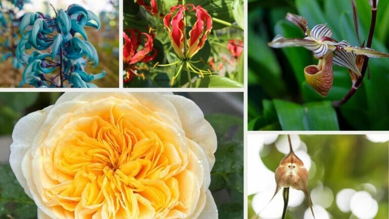 World’s Most Unique Flowers: So Rare, You Won’t Believe They Exist 4 the most rare and unique flowers in the world