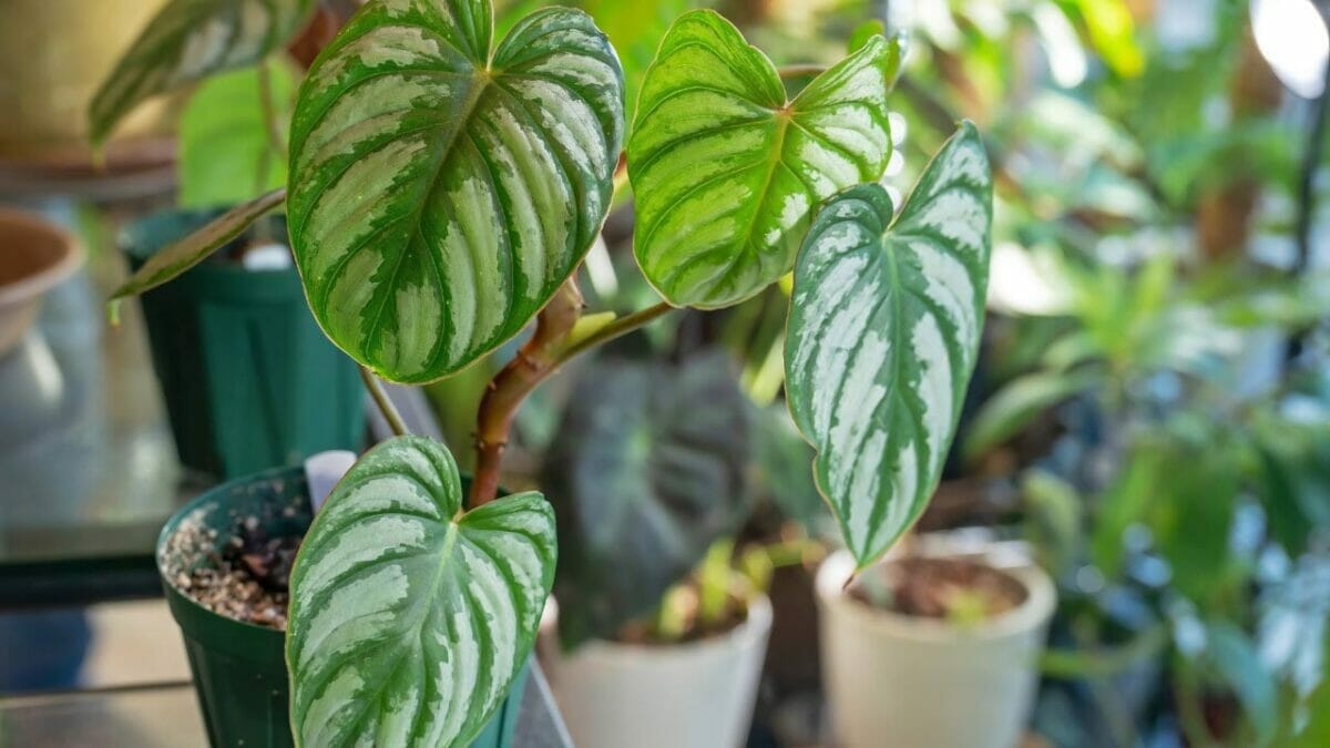 Philodendron Mamei: A Must-Have Velvety Gem That Dazzles 6 philodendron mamei silver cloud
