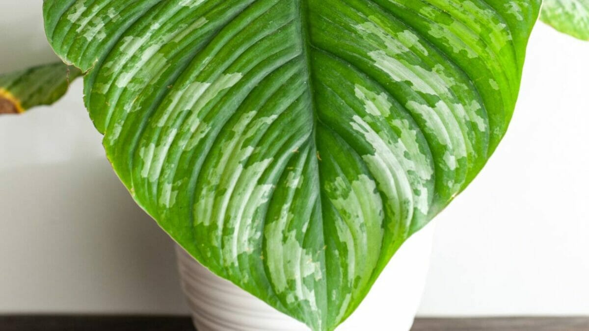 Philodendron Mamei: A Must-Have Velvety Gem That Dazzles 2 Philodendron Mamei leaf variegation