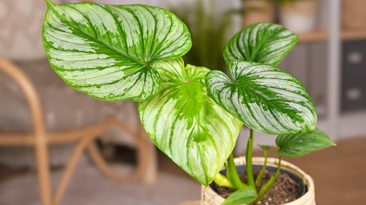 Philodendron Mamei: A Must-Have Velvety Gem That Dazzles 5 Philodendron Mamei in a wicker pot