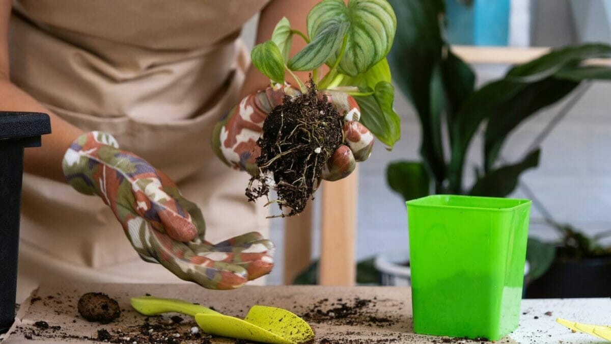 Philodendron Mamei: A Must-Have Velvety Gem That Dazzles 4 philodendron mamei soil and roots