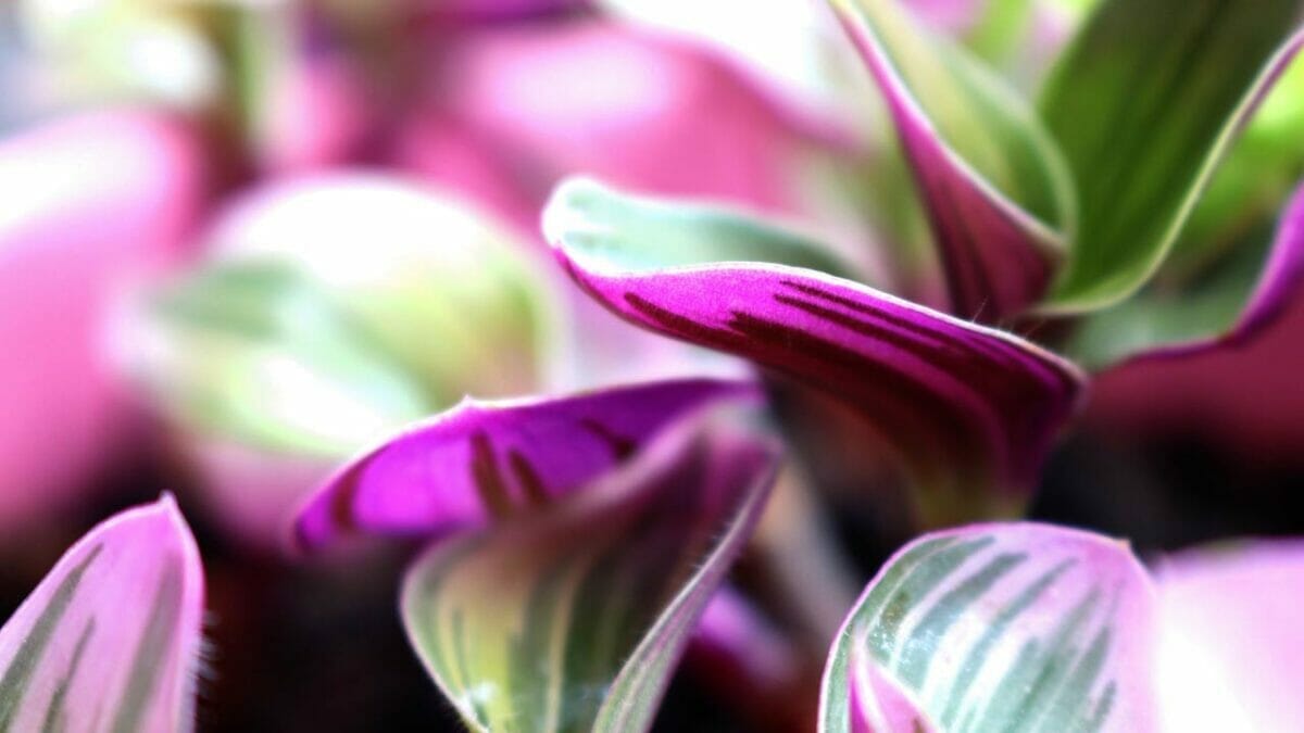 Fantasy Venice: Enchanting Tradescantia Nanouk Plant Care & Tips 2 pink Tradescantia Nanouk plant
