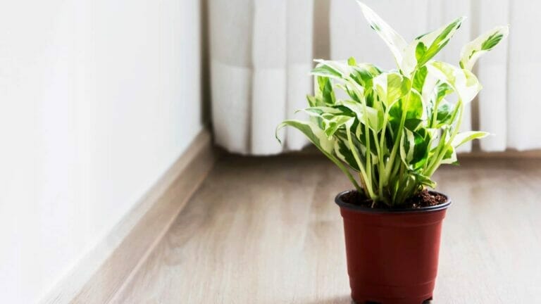 The Pothos Direct Sun Debate: How Much Is Too Much? 5 pothos in direct sun