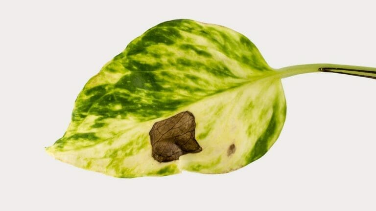 Pothos Fungal Infection: How to Keep Your Plant Fungus-Free 6 pothos fungal infection on a leaf