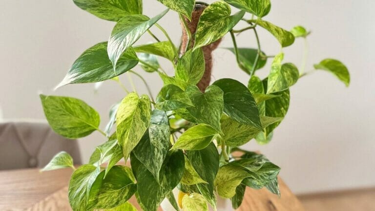 The Pothos Moss Pole Miracle: How to Make Your Plant Thrive 5 pothos plant climbing a moss pole
