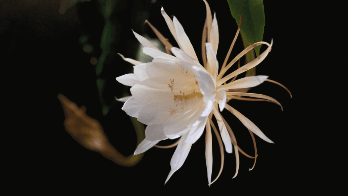 World’s Most Unique Flowers: So Rare, You Won’t Believe They Exist 2 queen of the night rare flower