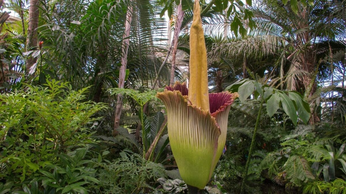World’s Most Unique Flowers: So Rare, You Won’t Believe They Exist 5 rare corpse flower