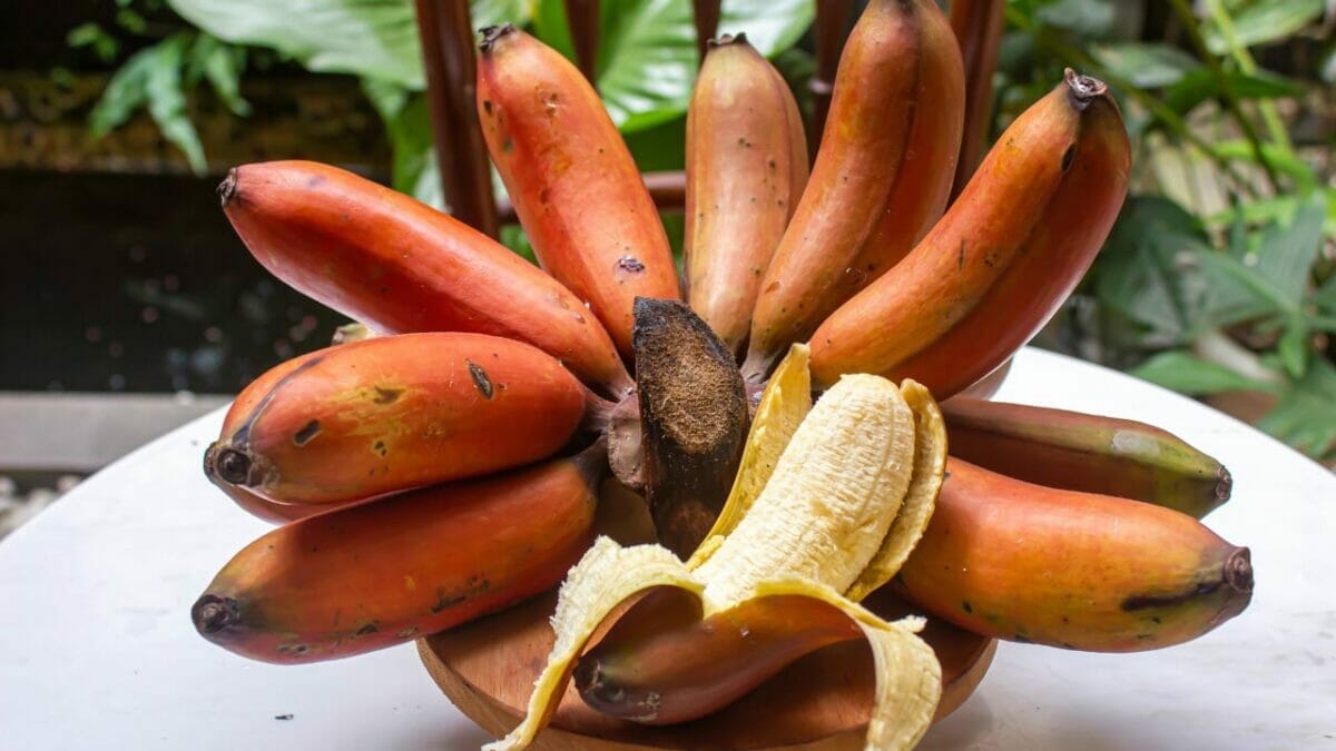 Don't Skip Washing Your Bananas: Here's Why It's Important 2 red bananas