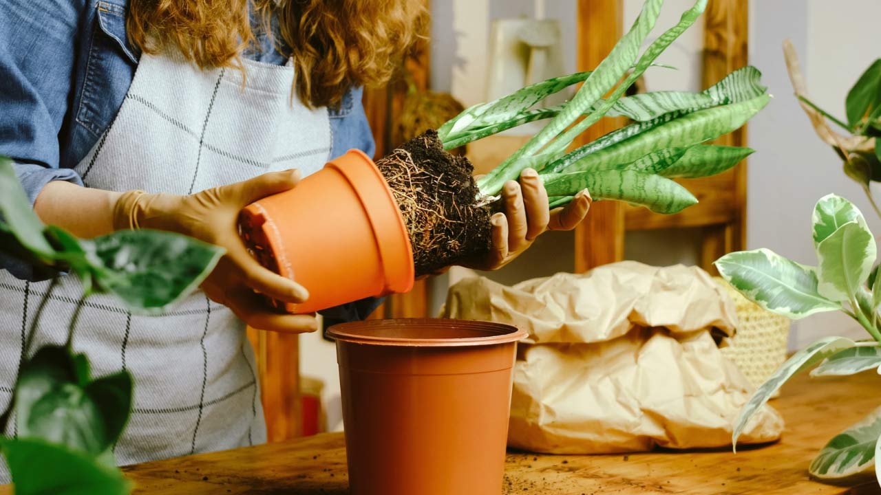 Snake Plant Not Growing? Here’s What to Do 4 repotting a snake plant