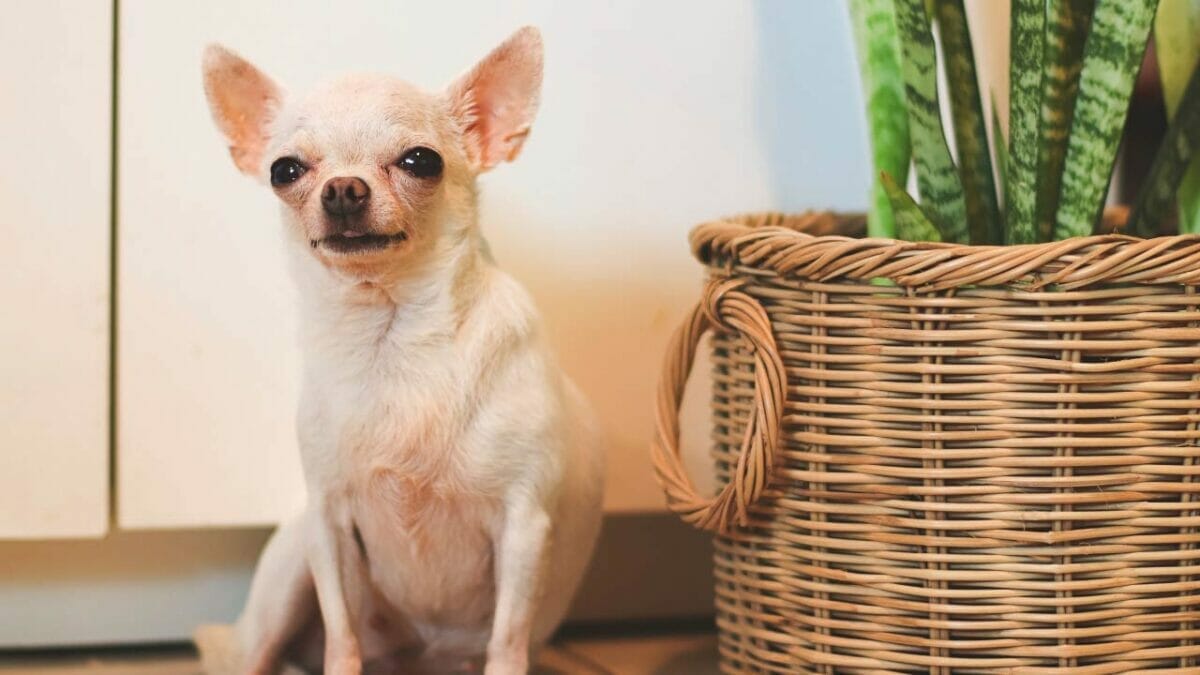 Are Snake Plants Toxic to Dogs? Uncover The Facts & Get the Inside Scoop 2 dog with toxic snake plant