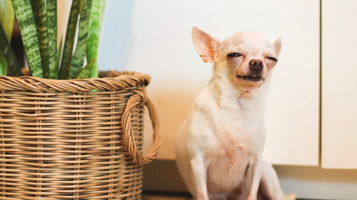 Snake Plant Turning Yellow? Fix Yellow Leaves Like a Pro 11 dog with toxic snake plant