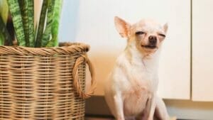 Are Snake Plants Toxic to Dogs? Uncover The Facts & Get the Inside Scoop 1 dog with toxic snake plant