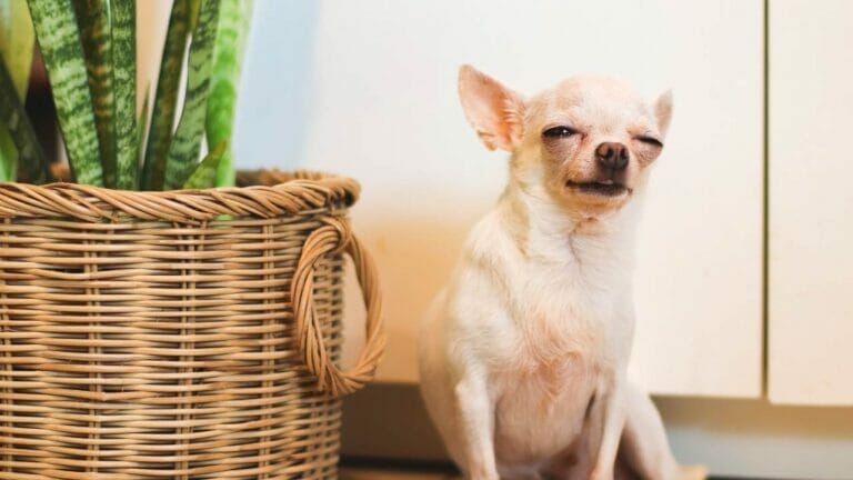 Are Snake Plants Toxic to Dogs? Uncover The Facts & Get the Inside Scoop 3 dog with toxic snake plant