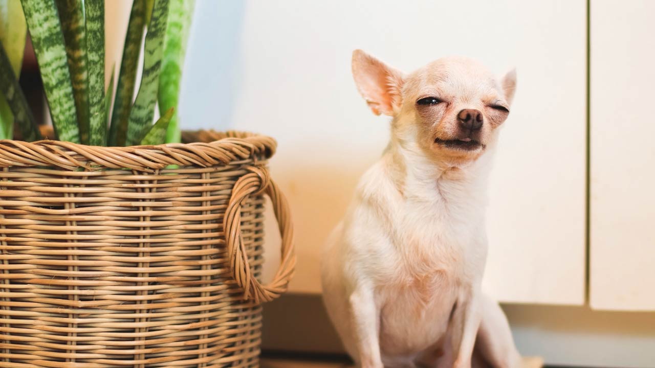 Snake Plant Splitting Leaves: 9 Most Common Causes & Simple Solutions 6 dog with toxic snake plant