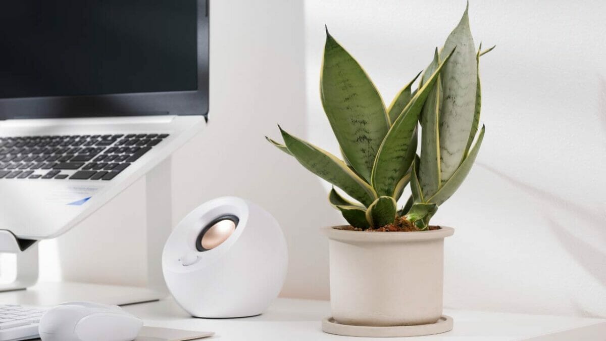 Snake Plant Benefits That'll Make You Green with Envy 4 snake plant in an office