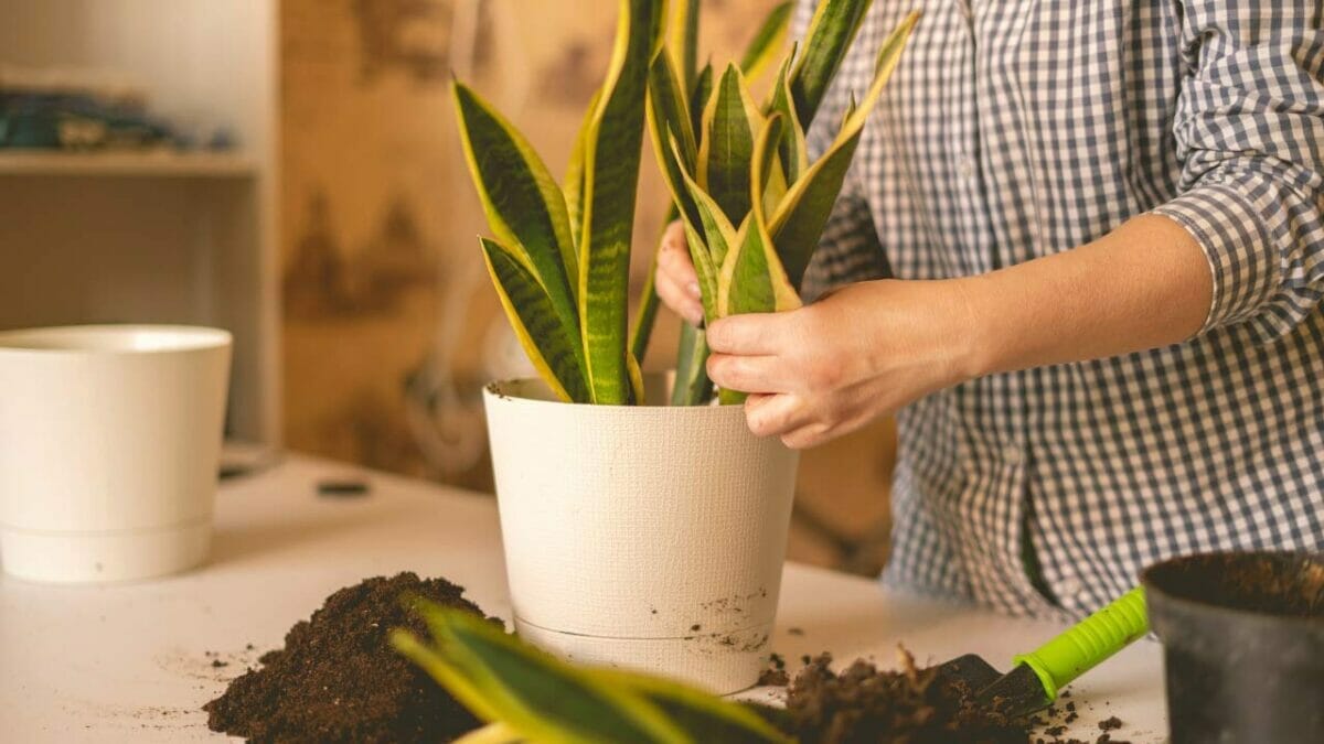 Snake Plant Turning Yellow? Fix Yellow Leaves Like a Pro 8 making the best snake plant soil and placing it in a pot