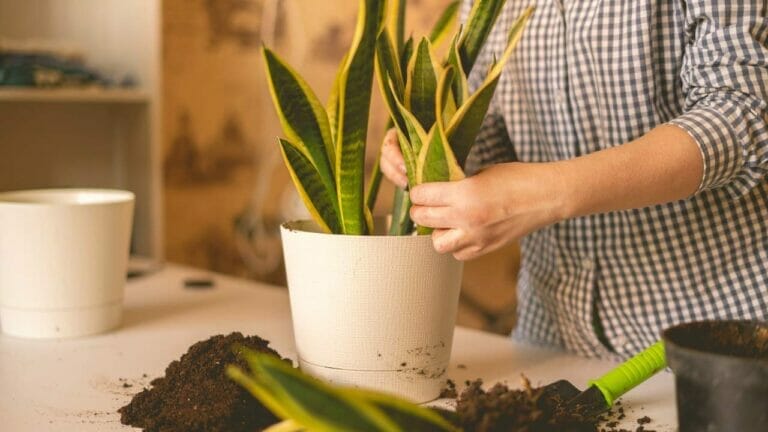 Creating the Best Snake Plant Soil: Game-Changing Potting Mix Guide 7 making the best snake plant soil and placing it in a pot