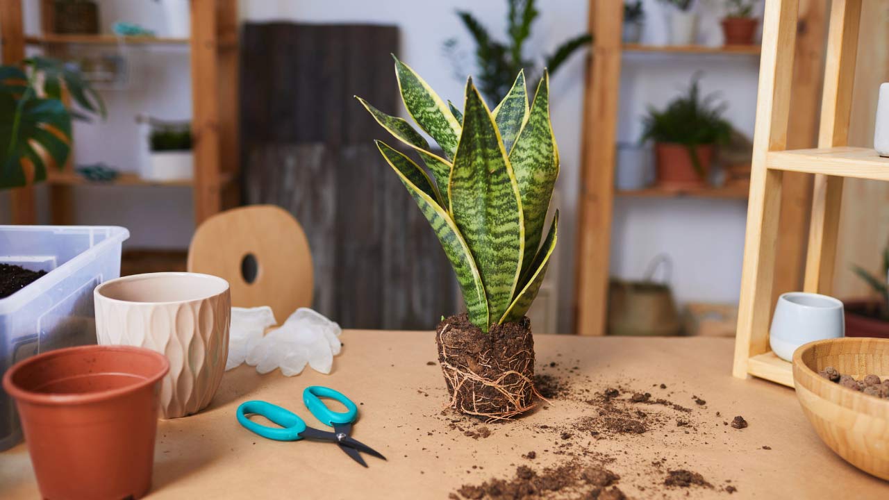 Snake Plant Not Growing? Here’s What to Do 6 snake plant roots
