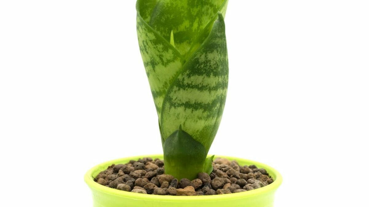 Snake Plant Fertilizer: When & How to Give Your Plant Food 5 Snake Plant Fertilizer: When & How to Give Your Plant Food - snake plant soilless leca ss2002395566