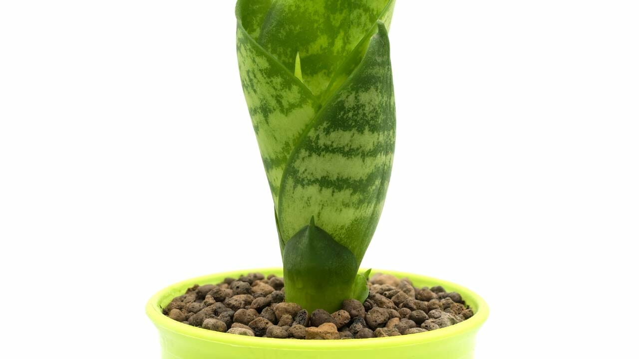 snake-plant-soilless-leca-ss2002395566 snake plant growing in soil-less media potting mix