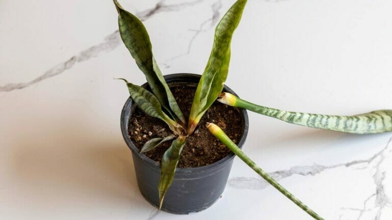 Snake Plant Turning Yellow? Fix Yellow Leaves Like a Pro 1 a snake plant turning yellow