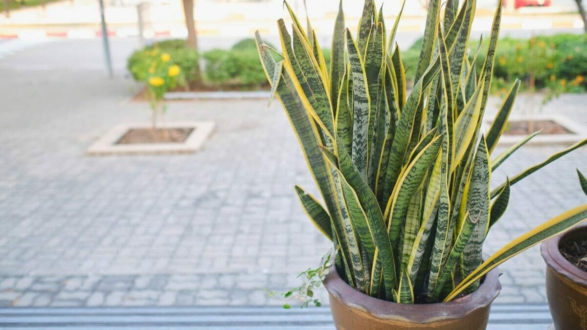 11 Culprits Behind Your Snake Plants Brown Tips & Easy Solutions 7 snake plant outdoors