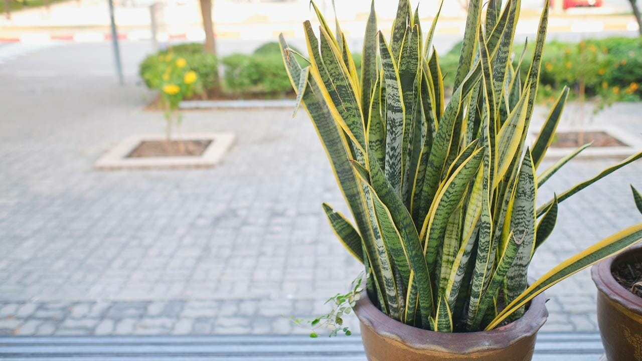 Snake Plant Splitting Leaves: 9 Most Common Causes & Simple Solutions 9 snake plant outdoors