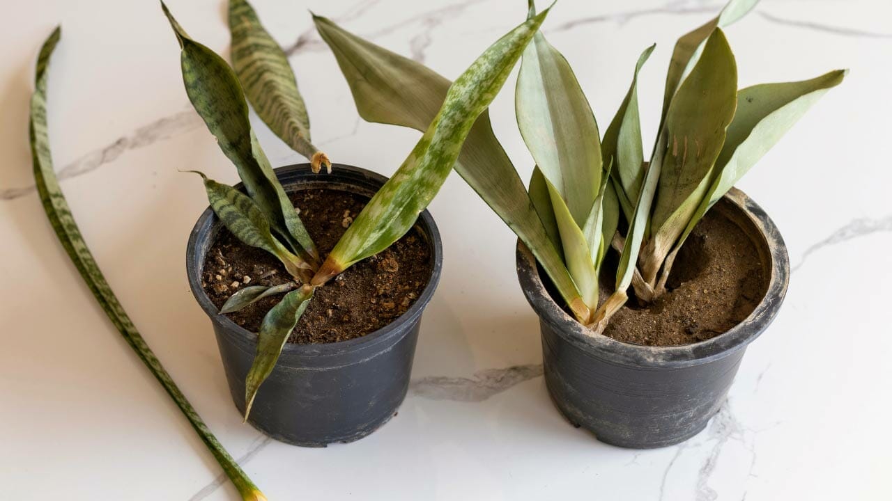 Snake Plant Splitting Leaves: 9 Most Common Causes & Simple Solutions 10 snake plants turning yellow and wilting